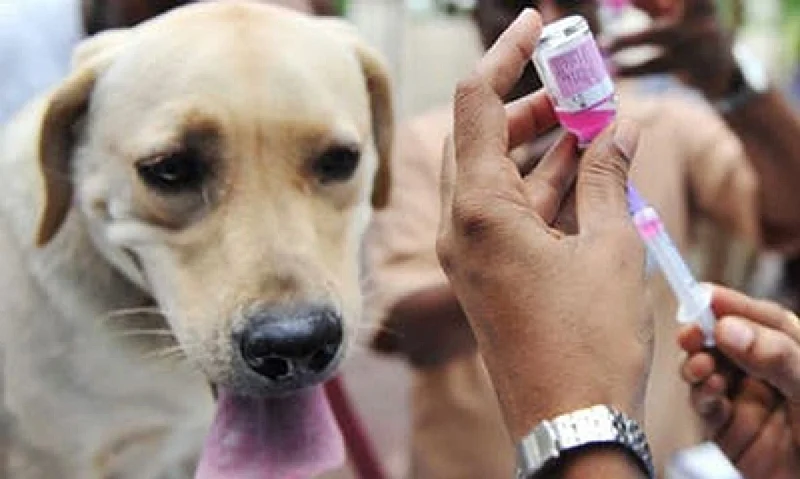 Western Region records two rabies deaths as authorities warn against dog meat consumption - authorities